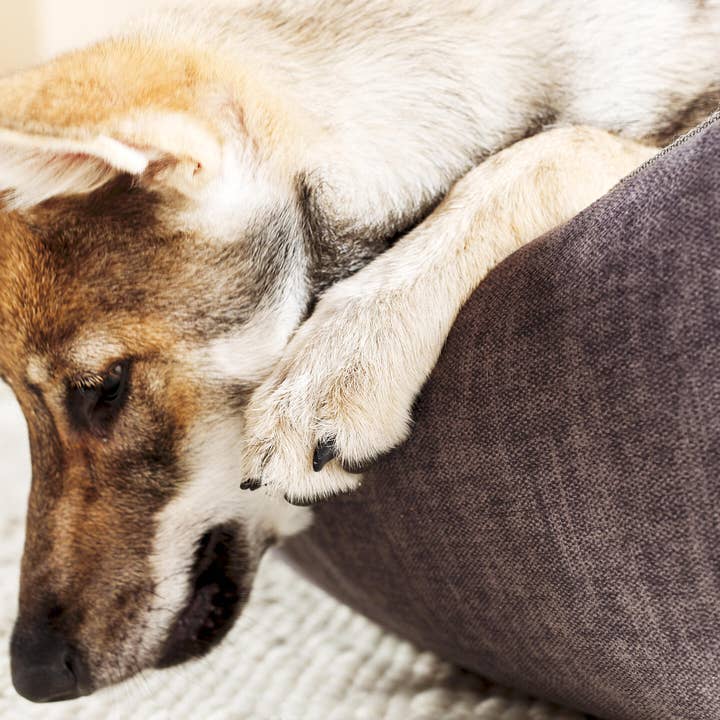 LABONI - Volentis GmbH - Wholesale Pet Bed - Dog - ORTHO PET BED GLAM22