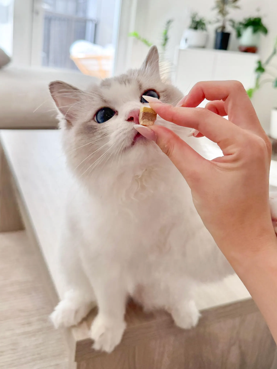 Petit Pawtisserie - Vente Friandises – chien - Friandises en cubes de gâteau de canard lyophilisé pour chats et chiens 50g5