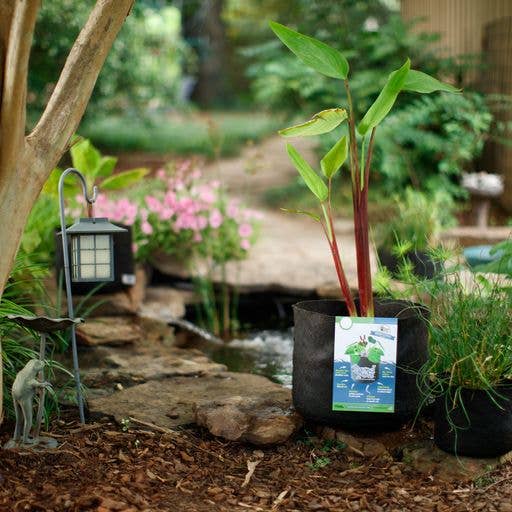 Smart Pots - Venta al por mayor Macetas - Macetas para estanque de 10 galones11