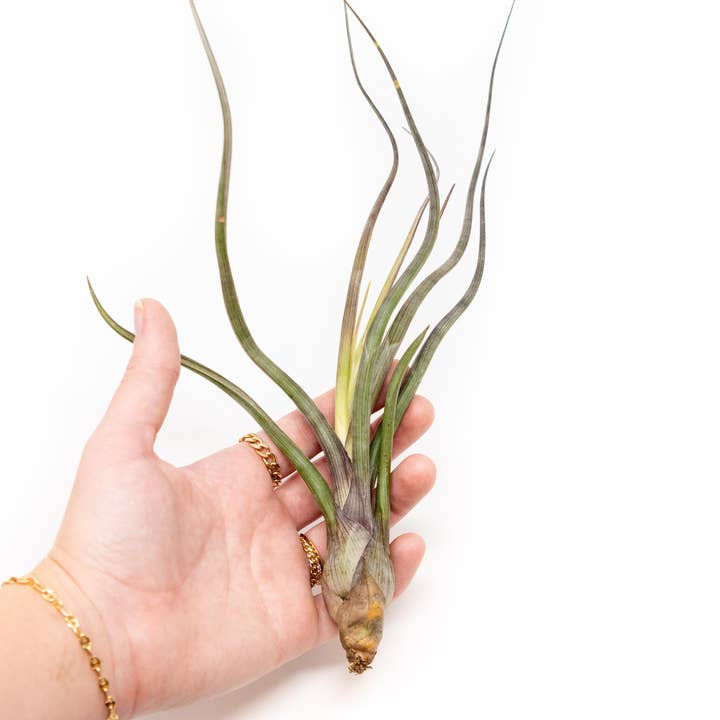 Large Tillandsia Baileyi Air Plants for wholesale by Air Plant Shop