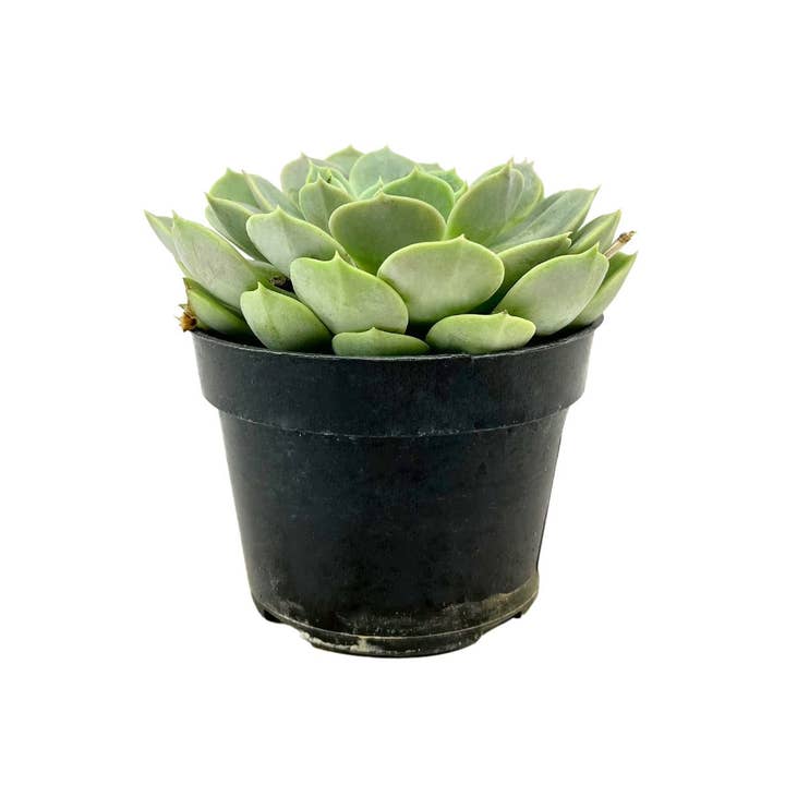 Best Plant Friend - Wholesale Succulent - Echeveria Fury Beautiful Rossette Succulent 2in/ 4in4