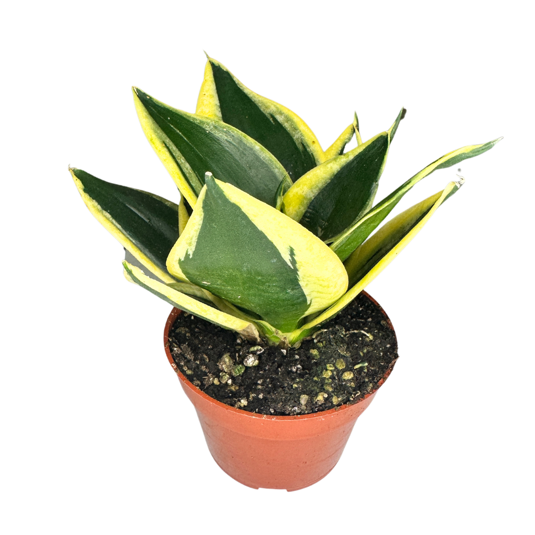 Flow State - Wholesale Live Plant - 4" Sansevieria Star Power Assorted (Sansevieria trifasciata)3
