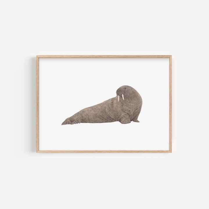 Imprimé Walrus pour la vente par Lauren Fitton Illustration