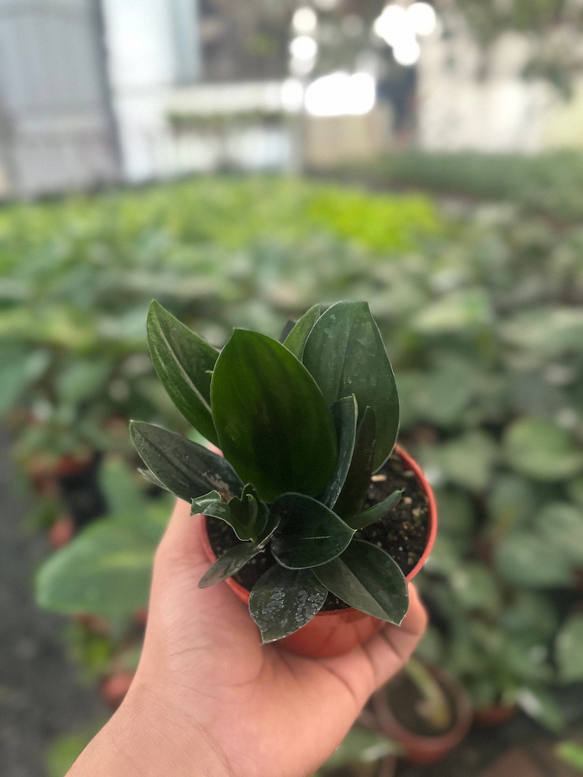 MyPlants LLC - Wholesale Live Plant - Scindapsus Treubii Dark Form - 4" from MyPlants3
