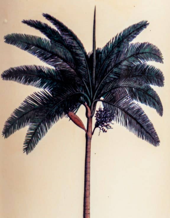 McGowan & Rutherford Ltd - Wholesale Umbrella Stand - Ceramic Lithograph Palm Tree w/ Royal Seal Umbrella Stand3