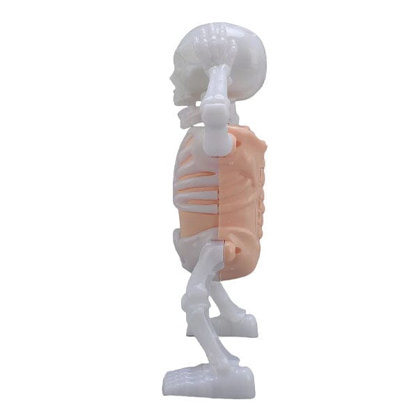 Showcase - Wholesale Gag Gift/Novelty Gift - SkellyVibes Glow-In-The-Dark Dancing Skeleton - Lights Up & Laughs!5