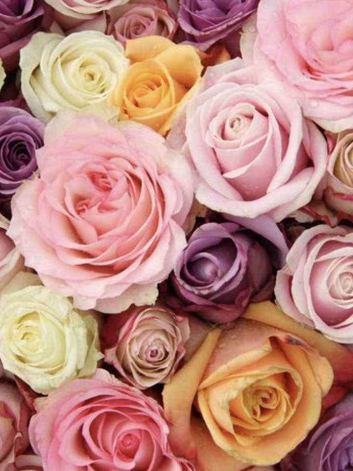 VALENTINES DAY Premium Assorted Roses 250 Stems 60cm for wholesale by Florasource