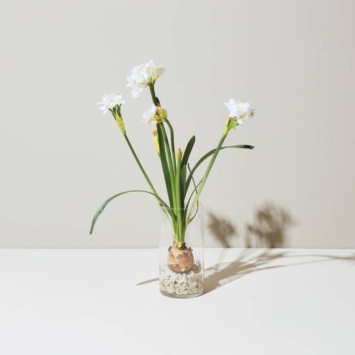 Modern Sprout - Wholesale Plant Seeds - Winter Bulb Kit