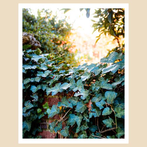 Charlotte, NC Art Print (11x14): Sunlight e Ivy, Dilworth por atacado de Charlotte to Paris