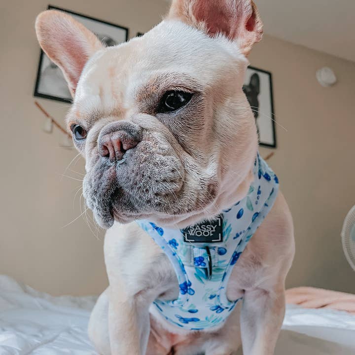 SASSY WOOF - Wholesale Pet Harness - Dog - Dog Adjustable Harness - Berry Sassy (Fruits)23