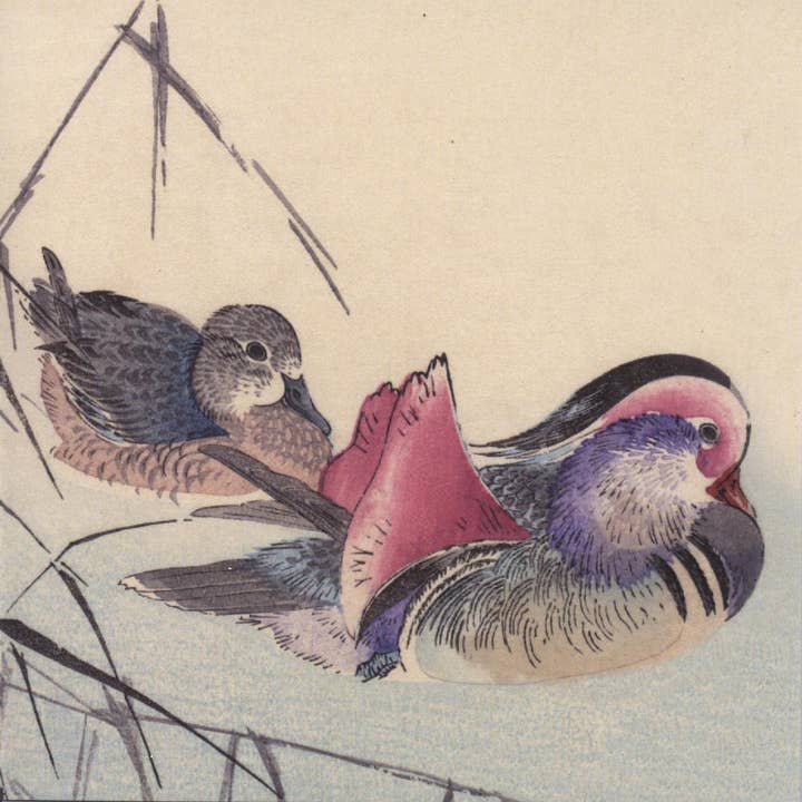 CATCH 12X12 CARTES DOUBLES NC 34771 (A) pour la vente par Phenicia