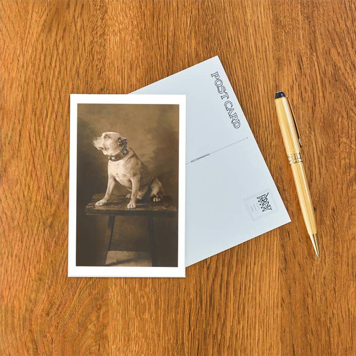 Found Image Press - Wholesale Postcard - Postcard DG-46 Pit Bull on Table with Collar1