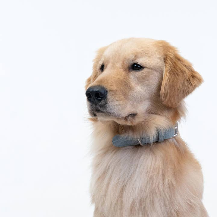 Bluewater Dog - Wholesale Pet Collar - Dog - Bluewater Dog Collar in London