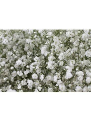 Gypsophila By the Box 7 / 13 Bunches for wholesale by Florasource
