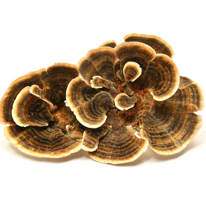 Turkey Tail Mushroom Powder for wholesale by Mushröm