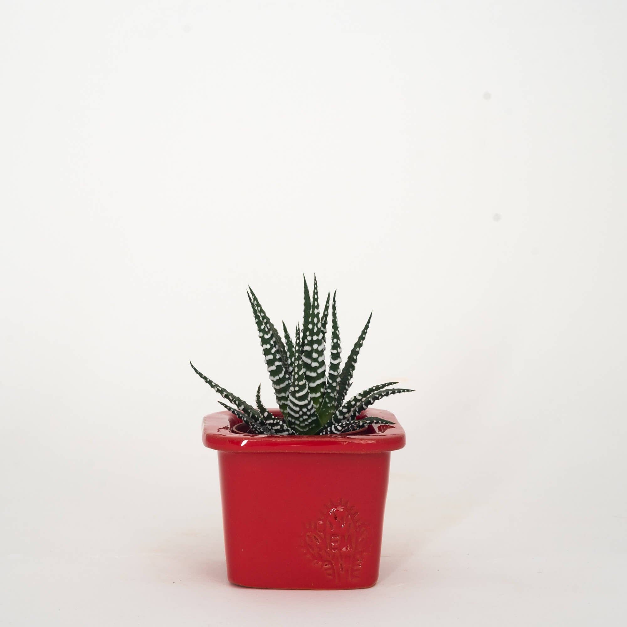 Vasos Quadrados by EM – Vaso de plantas por atacado – VASO QUADRADO MINI 6x6 - BRILHO45