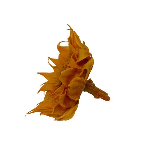 Concari.flores Preservadas - Wholesale Dried/Pressed Flowers - PRESERVED SUN FLOWER PACK OF 4 UNITS5