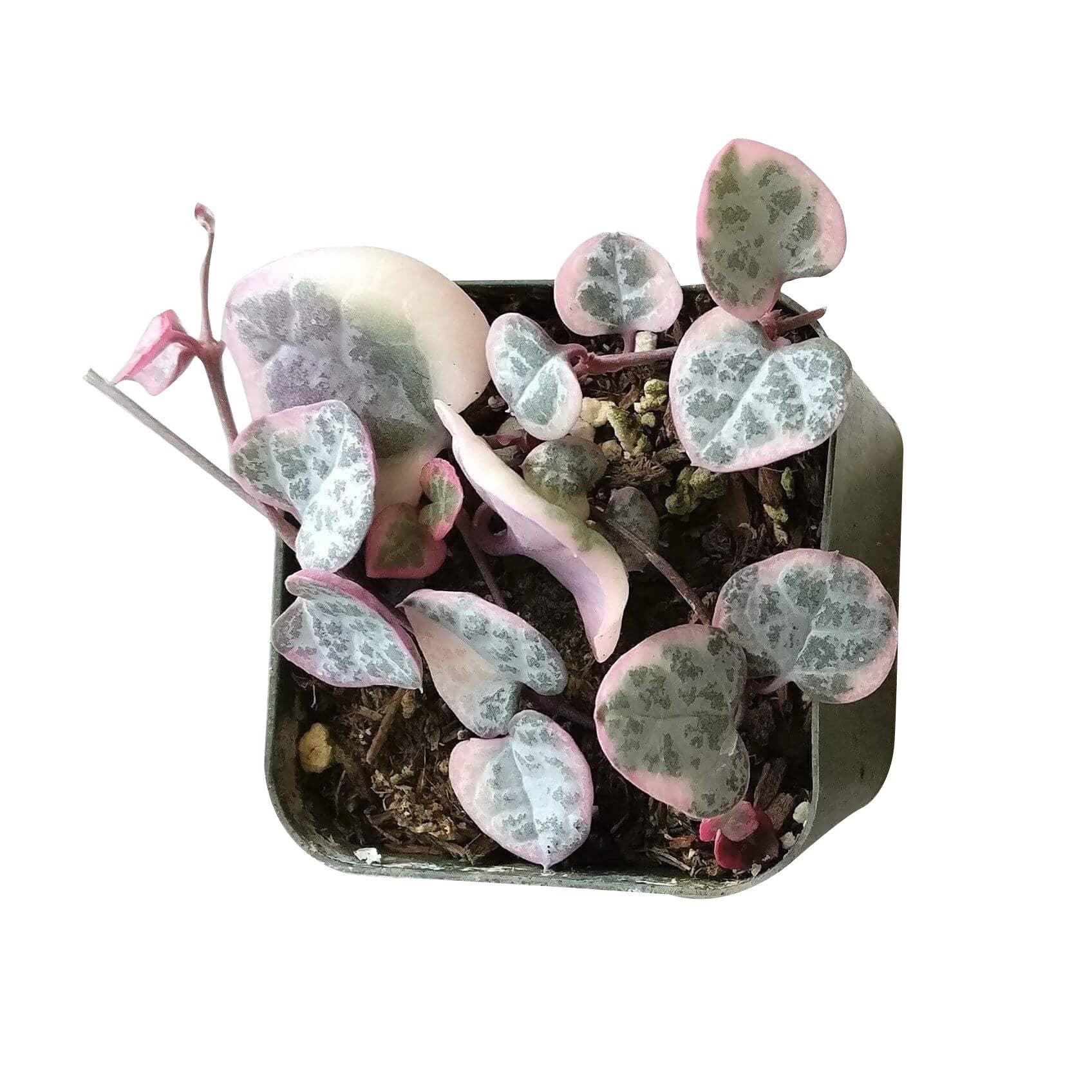 Best Plant Friend - Vente Succulentes - Chaîne de cœurs panachée - Plante succulente en pot de 4/6 pouces8