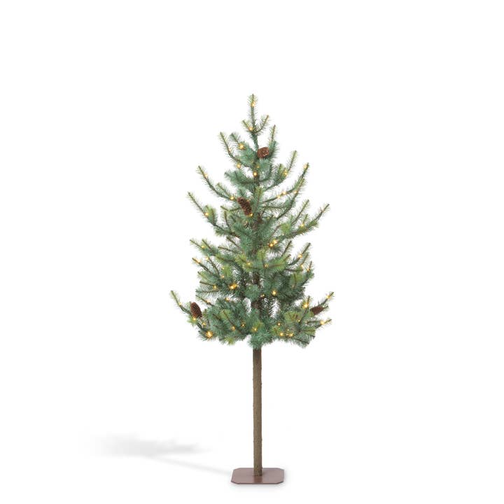 Sapin bleu alpin, 60" pour la vente par Park Hill Collection