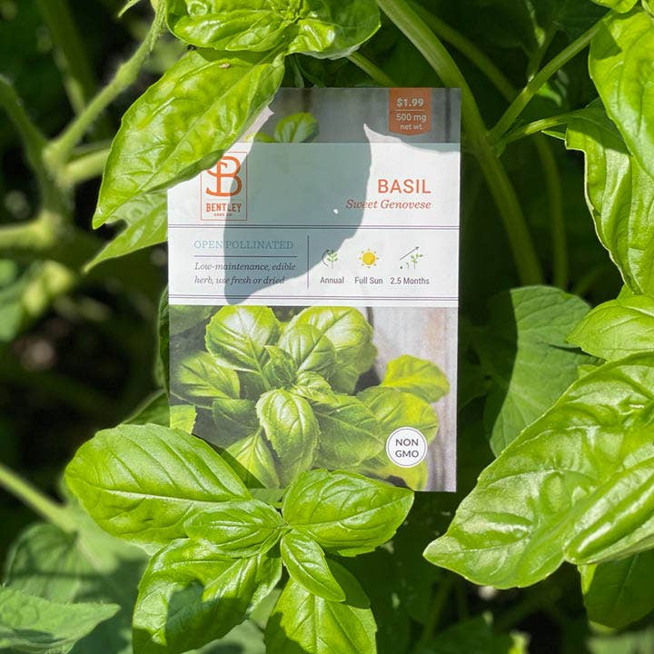 Bentley Seed Co. - Wholesale Plant Seeds - Basil, Genovese Sweet Seed Packets4
