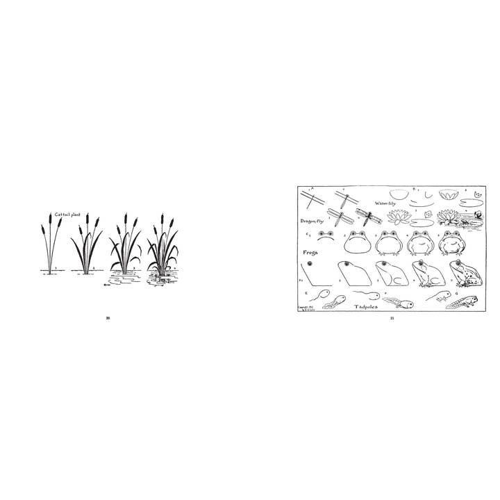 Applewood Books - Wholesale Book - Adult - What to Draw and How to Draw It