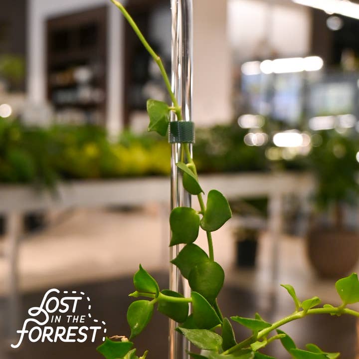 Lost in the Forrest - Wholesale Garden tool - Glassvine Plant Support 10