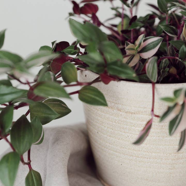 Charlotte Manser Ceramics - Wholesale Plant Pot - Cream Handmade Ceramic 12cm Plant Pot
