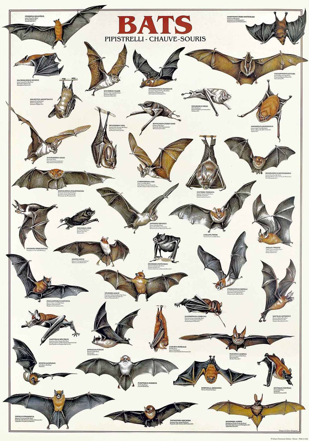 San Lorenzo Design - Wholesale Poster - Vintage Art Posters, Instituto Fotochromo Italiano, Classic86