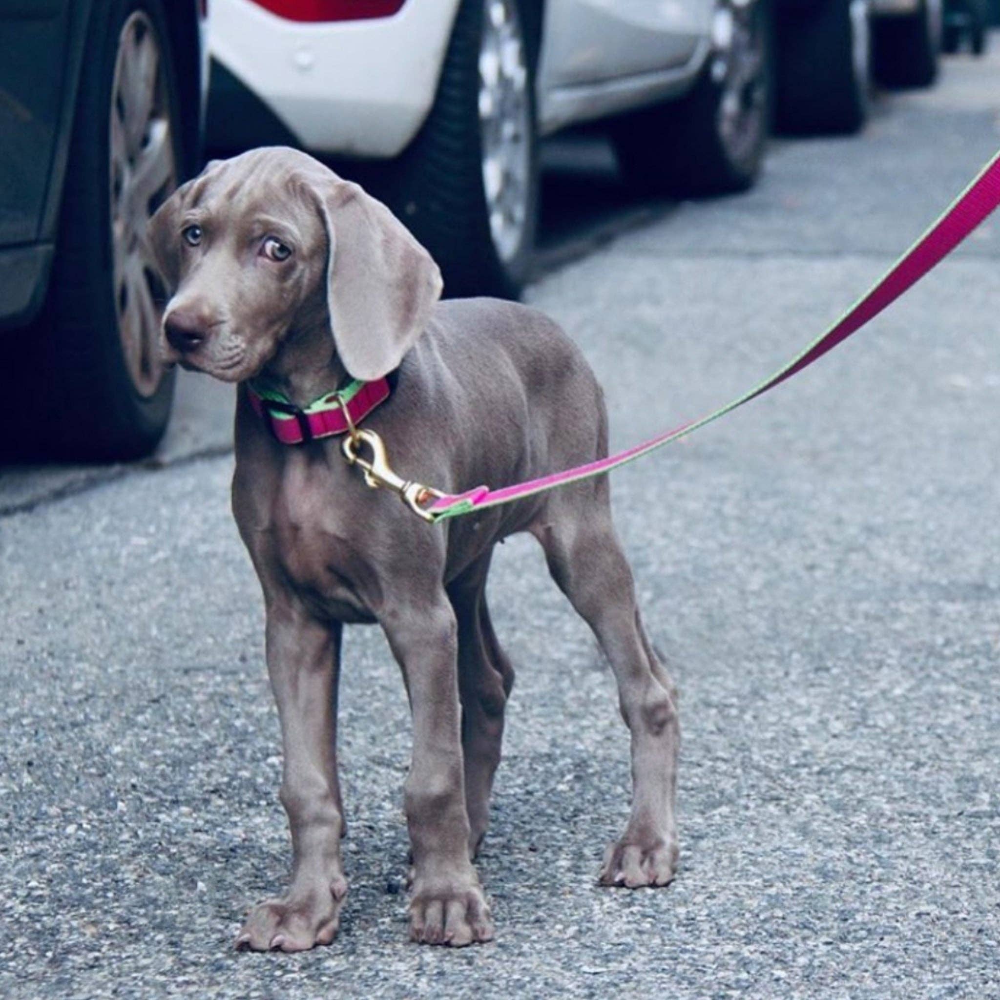 Up Country, Inc. - Wholesale Pet Leash - Dog - Color Market Dog Lead15