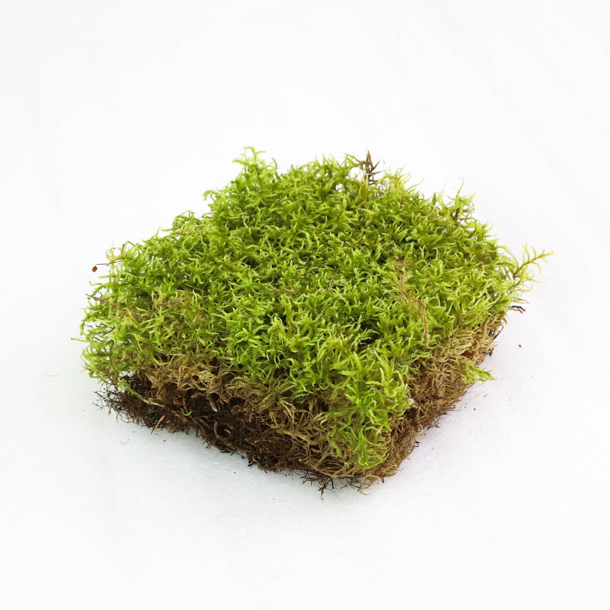 Mossify - Wholesale Live plant - Nat. Forest Moss – Live/Dormant Moss for Terrariums & Decor