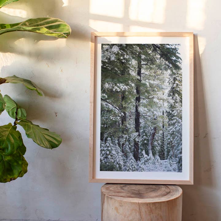 23 novembre 2024 - Forêt nationale de Tahoe, Californie pour la vente par Jess Gibbs Photography