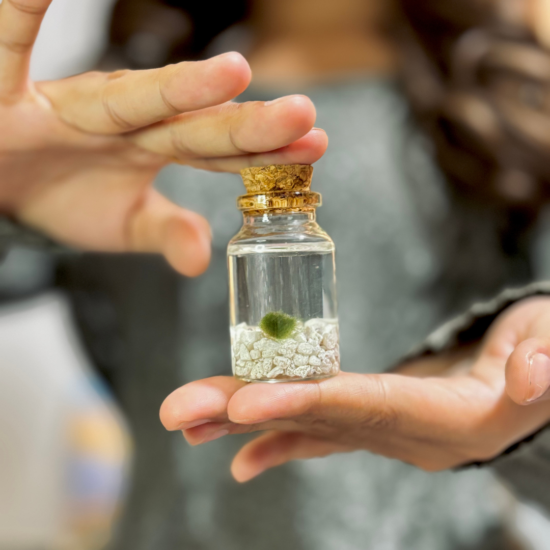 Moss Amigos | Moss Ball Terrariums - Wholesale Live Plant - Classic Tiny Marimo Moss Ball Terrarium2