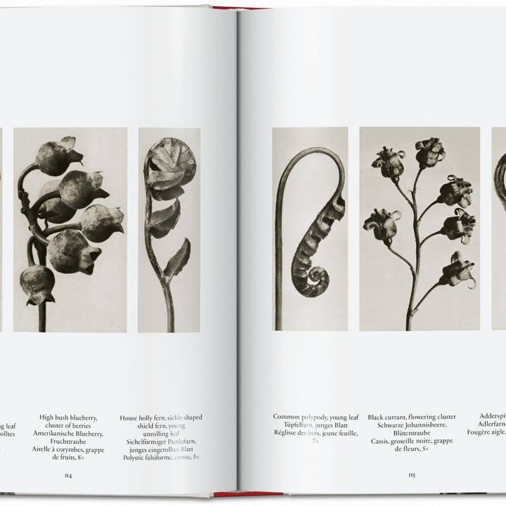 TASCHEN Europe - Wholesale Display Book - Karl Blossfeldt. The Complete Published Work. 45th Ed. (German, French, English)4