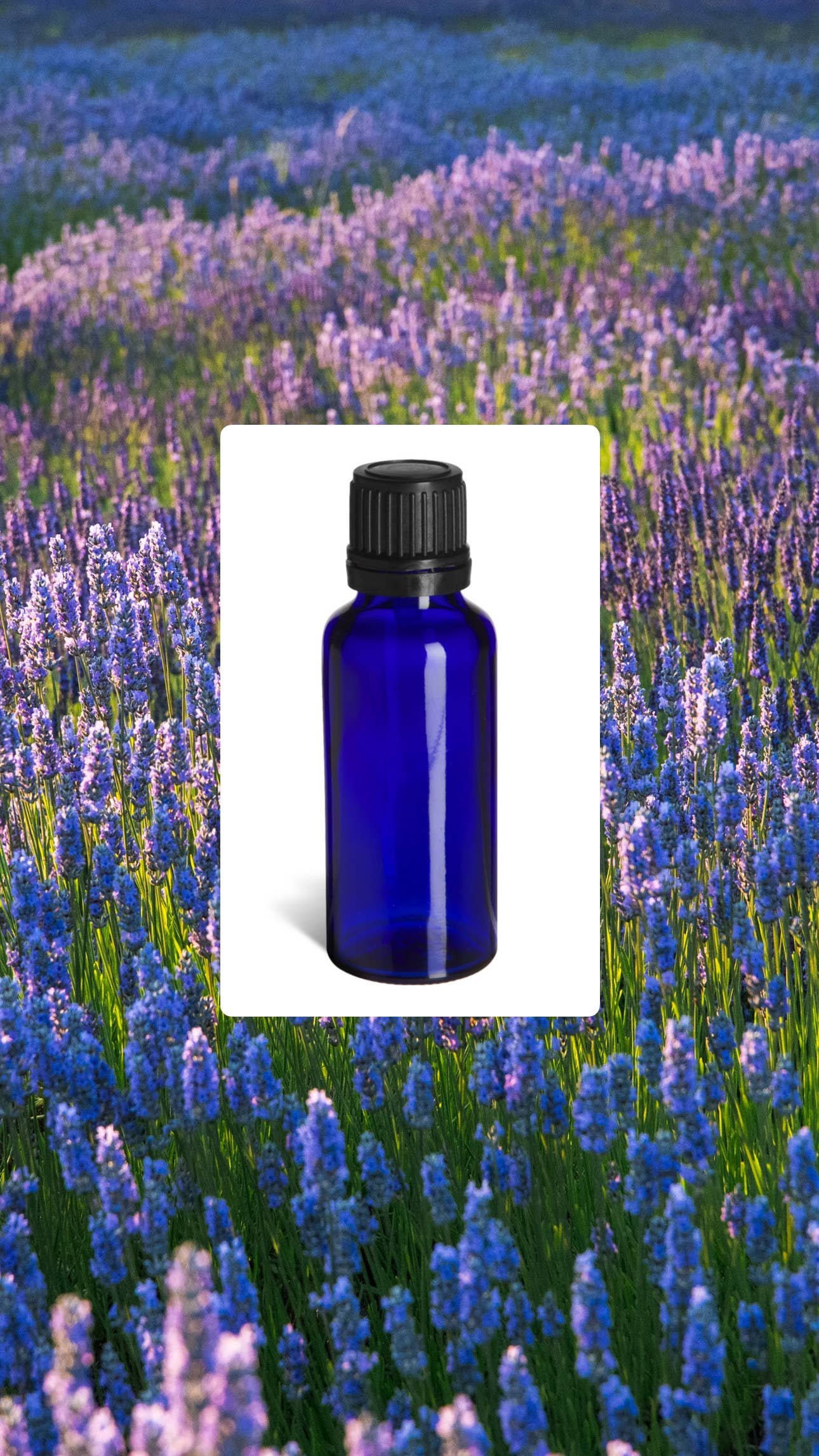 Lavender Beads - Wholesale Essential Oil - Lavender Essential Oil 30ml - For Aromatherapy Bracelets1