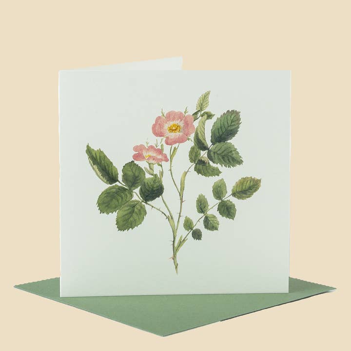 Sophia Davenport - Wholesale Everyday Greeting Card - Wildflower Greeting Cards and Notelets16