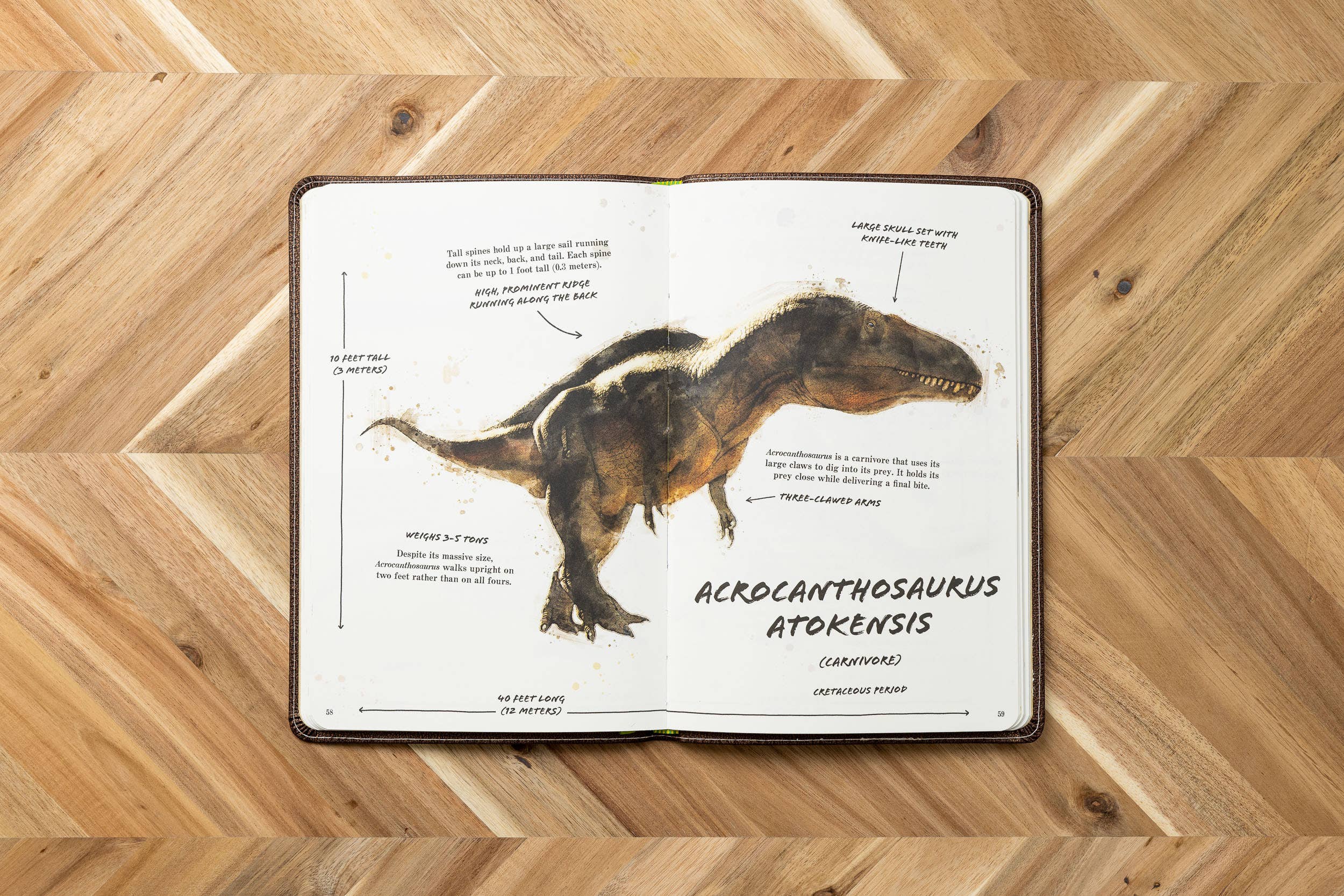 HarperCollins Focus - Wholesale Reference - Ultimate Dinosaur Field Guide Illustrated by Csotonyi4
