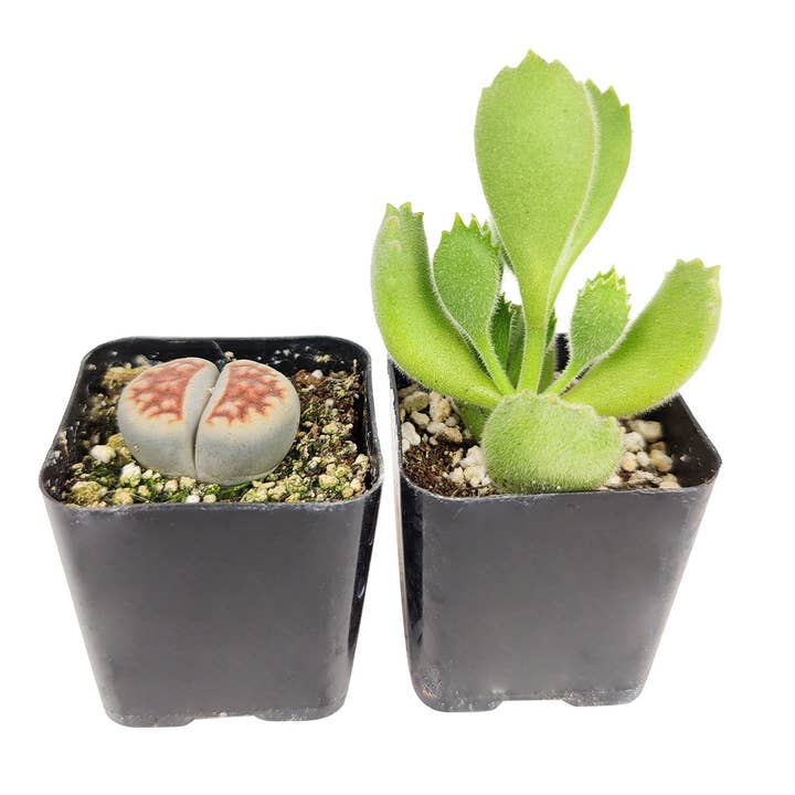 Best Plant Friend - Wholesale Succulent - Weirdo Succulents - 2-inch Pot (1 case = 2 Plants)
