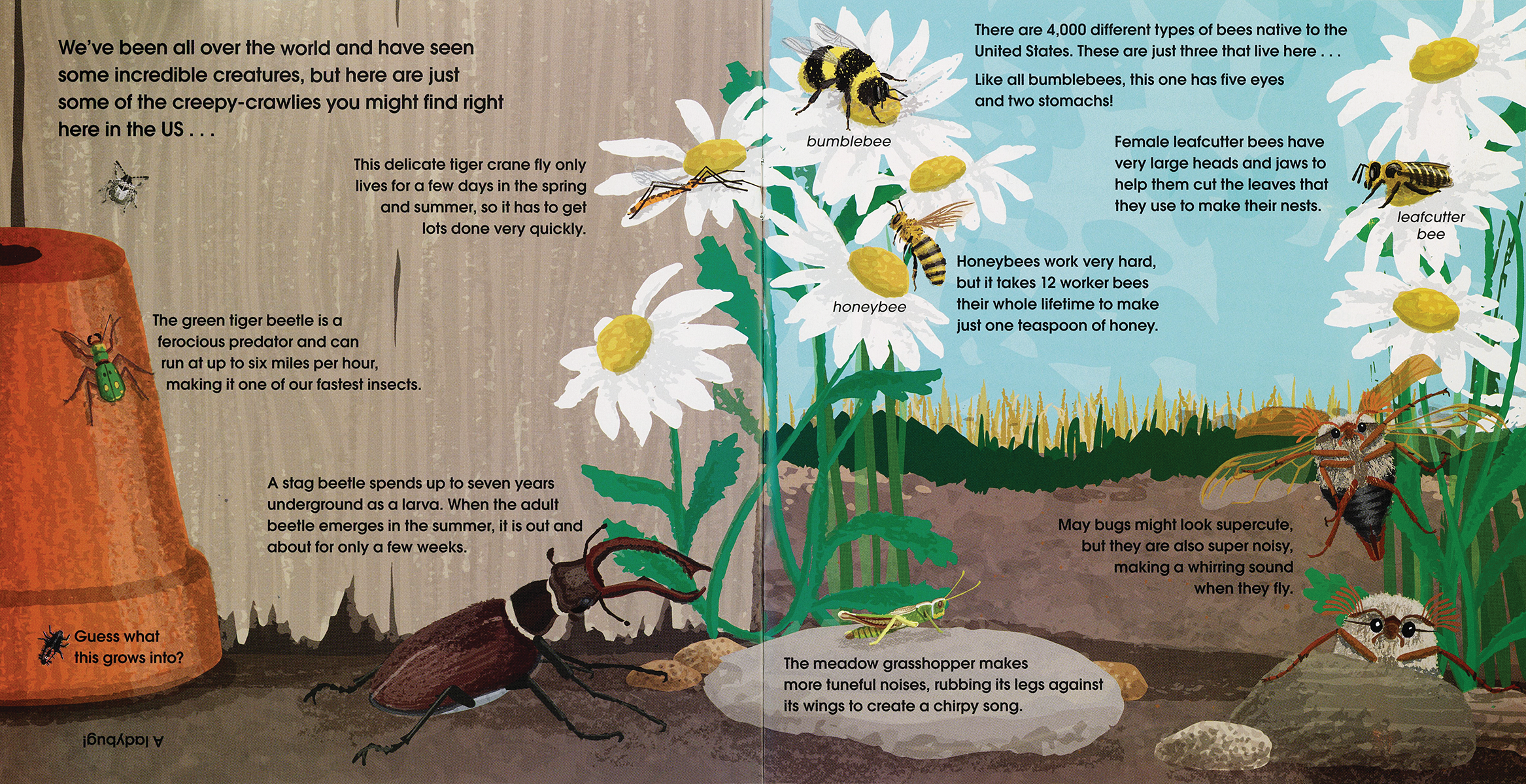 EDC Publishing - Wholesale Preschool Book (3-5) - Lifesize Creepy-Crawlies (Mini Book)1