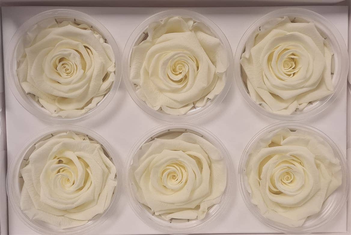 Dutch Flower Studio - Wholesale Artificial Flowers - 🌸 Preserved Roses - 13 colors - Decoration - Flowers - 6 cm1