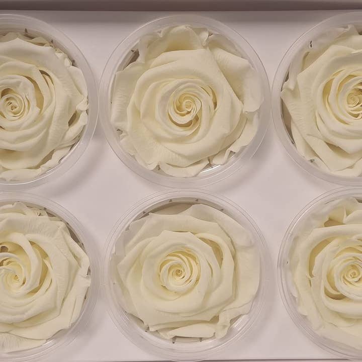 Dutch Flower Studio - Wholesale Artificial Flowers - 🌸 Preserved Roses - 13 colors - Decoration - Flowers - 6 cm1