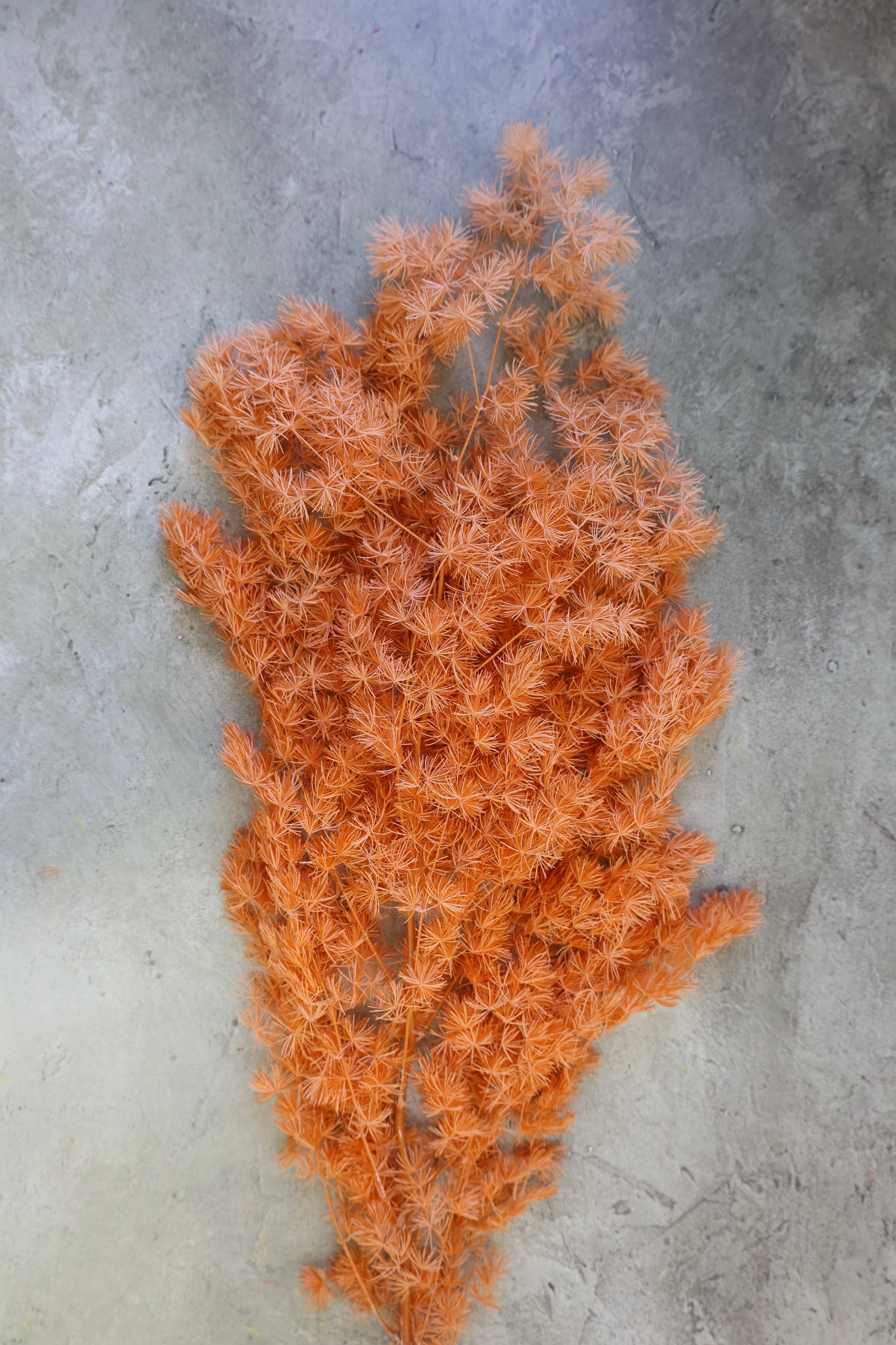 FlowerFantaSee - Wholesale Dried/Pressed Flowers - Preserved Ming Fern0