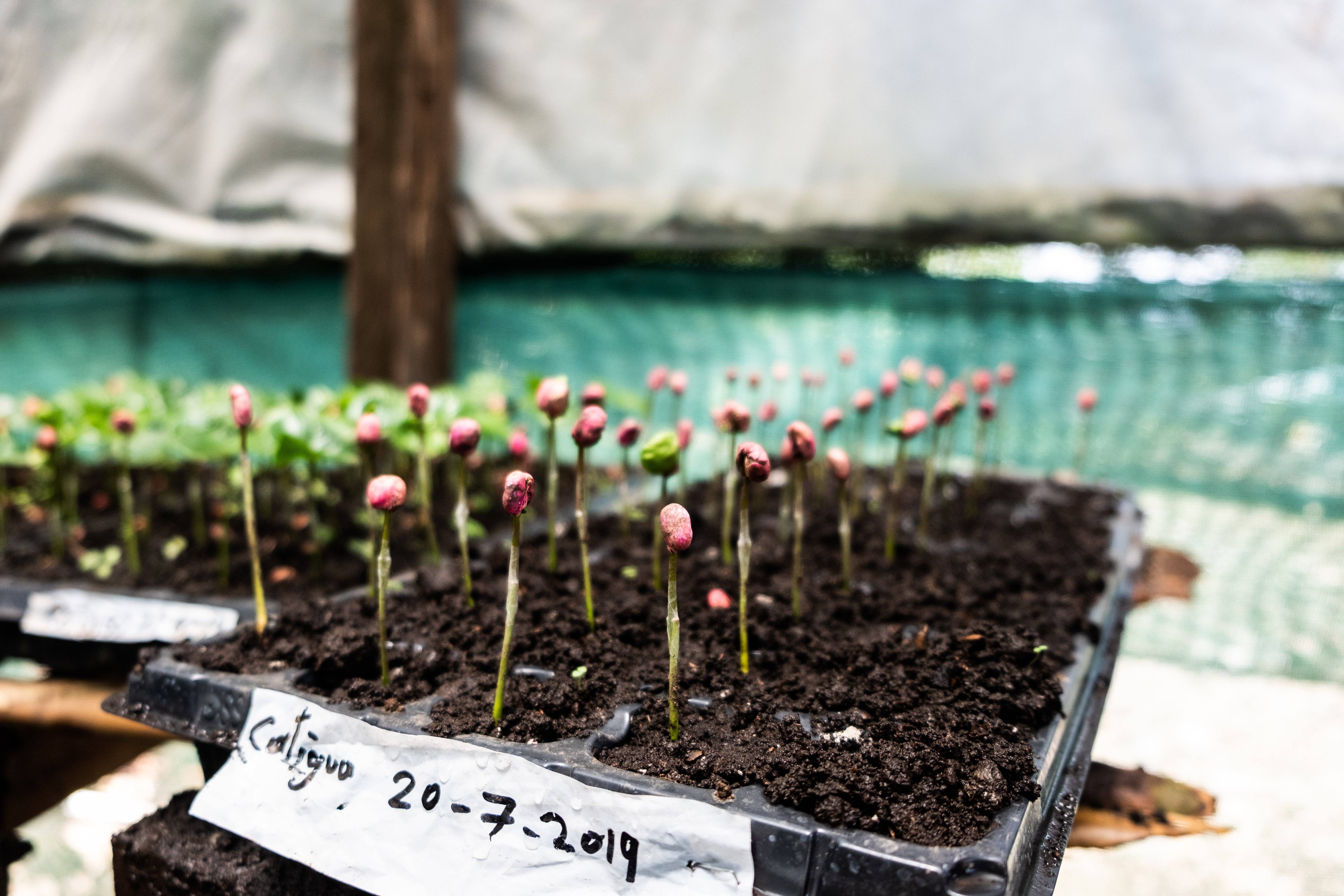 Paso Paso - Farmer Owned Coffee - Wholesale Coffee Beans - Costa Rica - Diego Robelo - Grand Peaberry Washed8