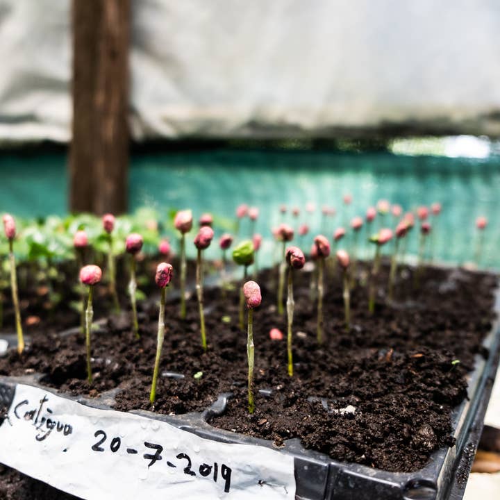 Paso Paso - Farmer Owned Coffee - Wholesale Coffee Beans - Costa Rica - Diego Robelo - Grand Peaberry Washed8