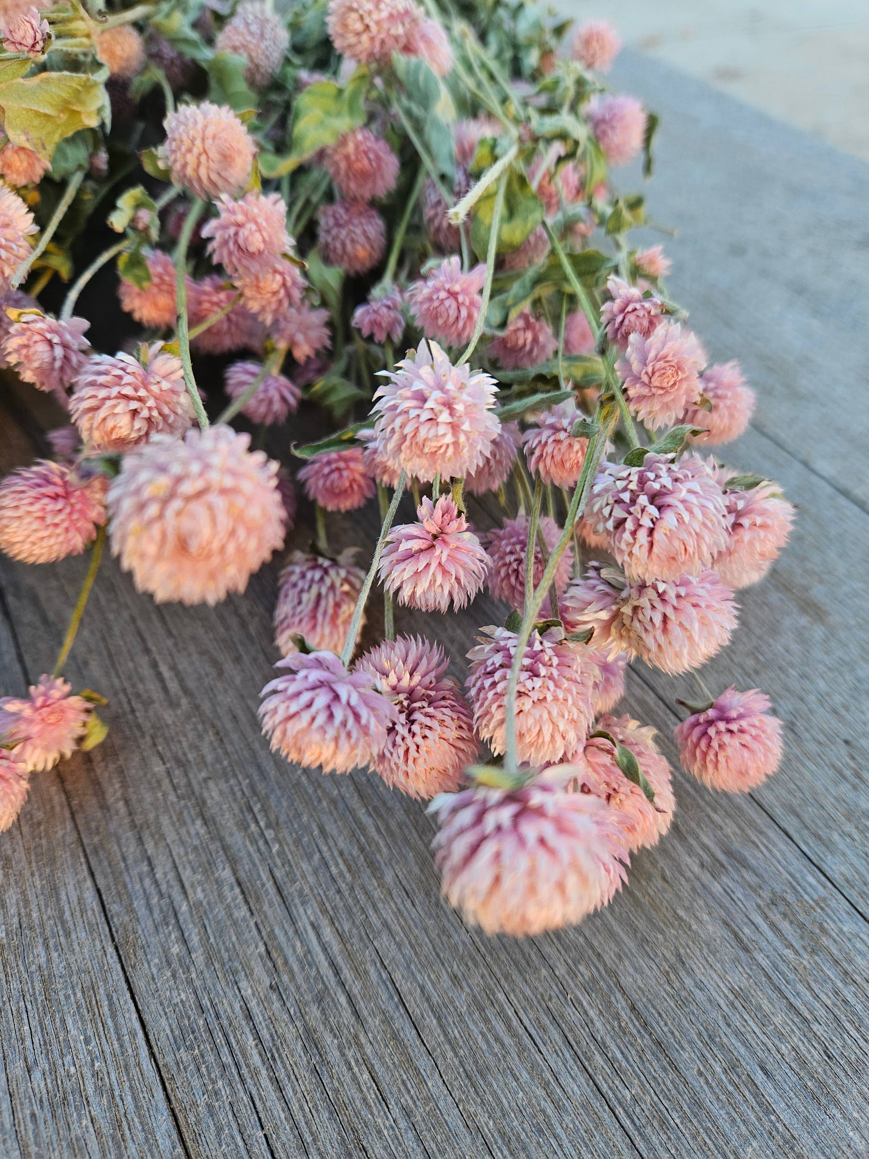 Alissas Flower Farm - Wholesale Dried/Pressed Flowers - Dried Gomphrena5