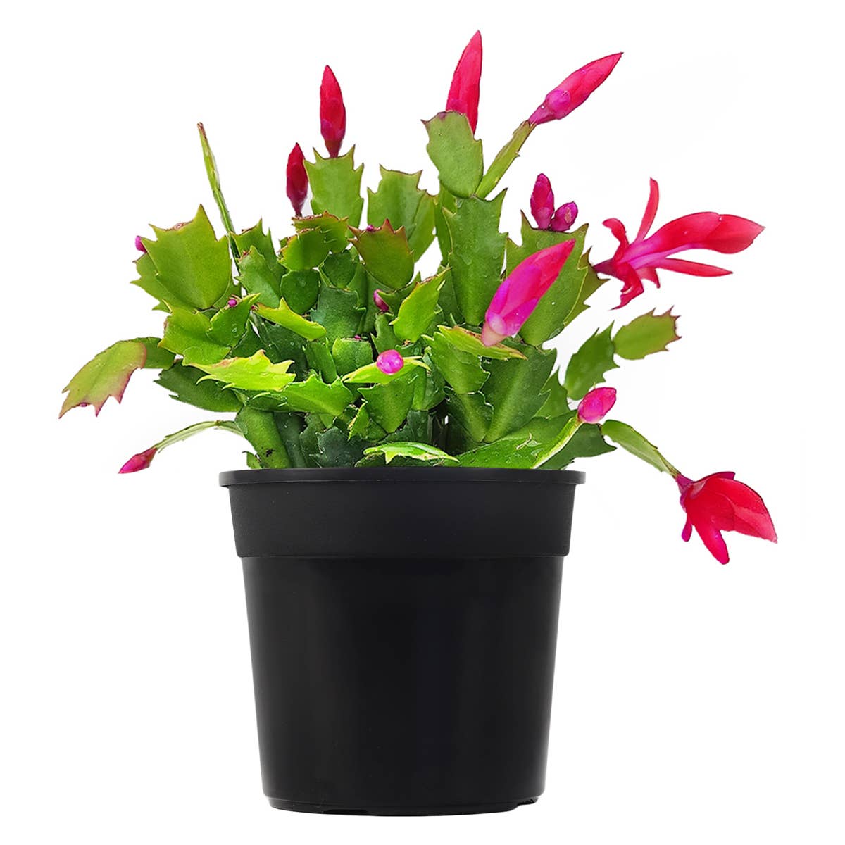 Best Plant Friend - Wholesale Succulent - Christmas Cactus Thanksgiving Cactus -  Succulents 2/4/6in0