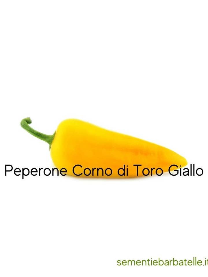 Yellow Bull's Horn Pepper for wholesale by Sementi & Barbatelle