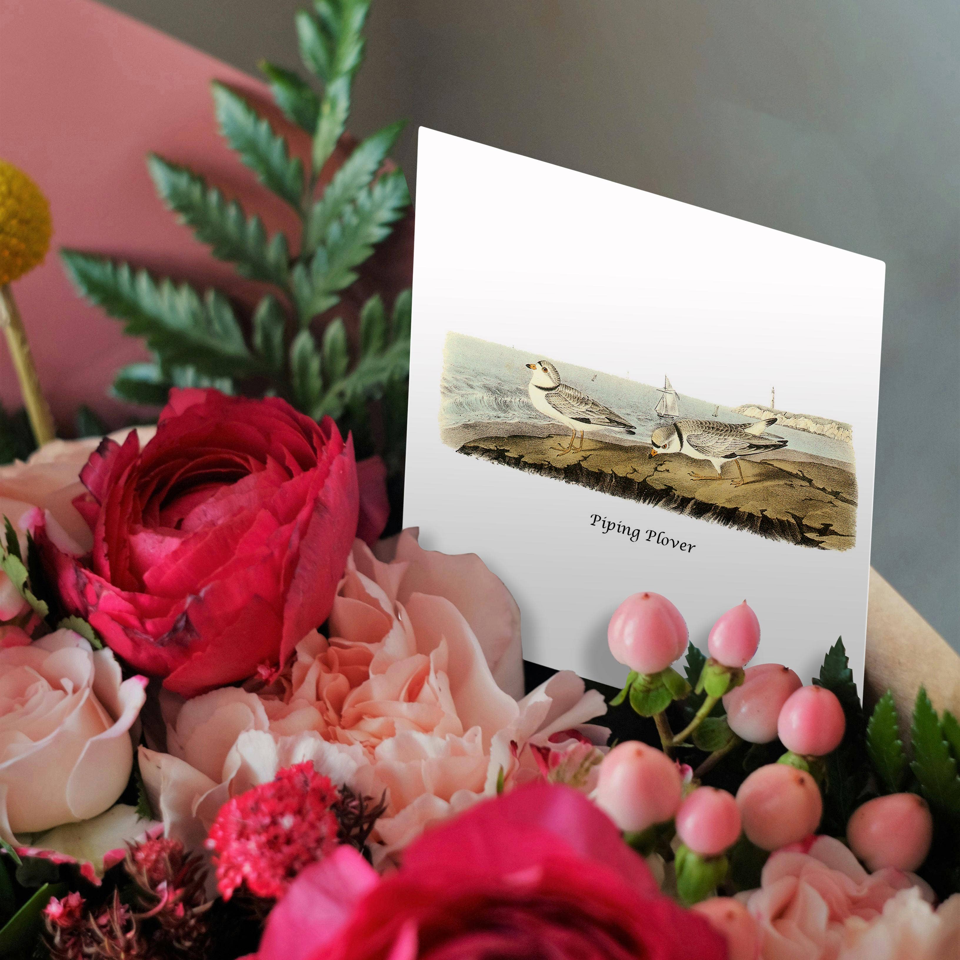 3dRose - Wholesale Everyday Greeting Card - 3dRose, Piping Plover by John James Audubon, Greeting Card2