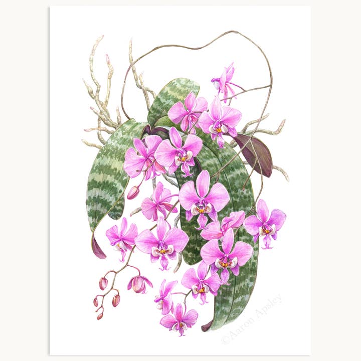 Phalaenopsis schilleriana Print for wholesale by Aaron Apsley Artwork