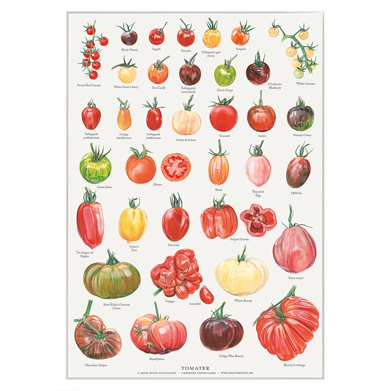 Koustrupco - Wholesale Poster - Poster A4 Tomatoes- made in Europe1