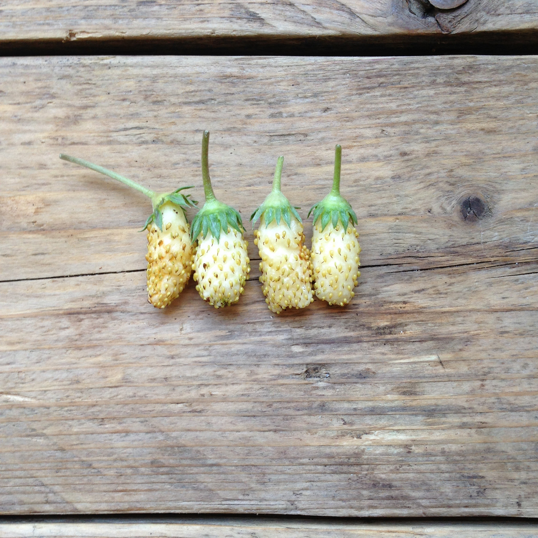 Piccolo Seeds - Wholesale Plant Seeds - Alpine Strawberry White Soul1